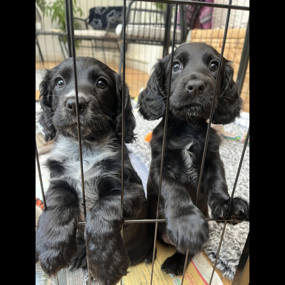 Cocker Spaniel (Working &amp; Show) - Both