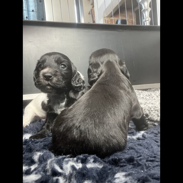 Cocker Spaniel (Working &amp; Show) - Both