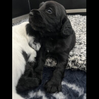 Cocker Spaniel (Working &amp; Show) - Both
