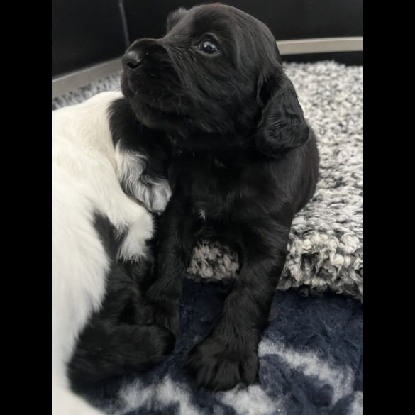 Cocker Spaniel (Working &amp; Show) - Both