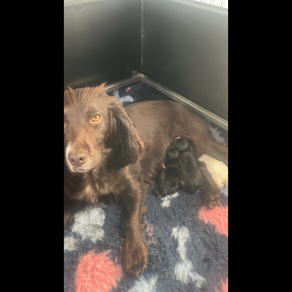 Cocker Spaniel (Working &amp; Show) - Both