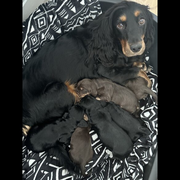Cocker Spaniel (Working &amp; Show) - Both