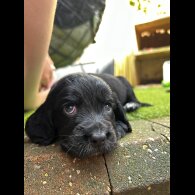 Cocker Spaniel (Working &amp; Show) - Both