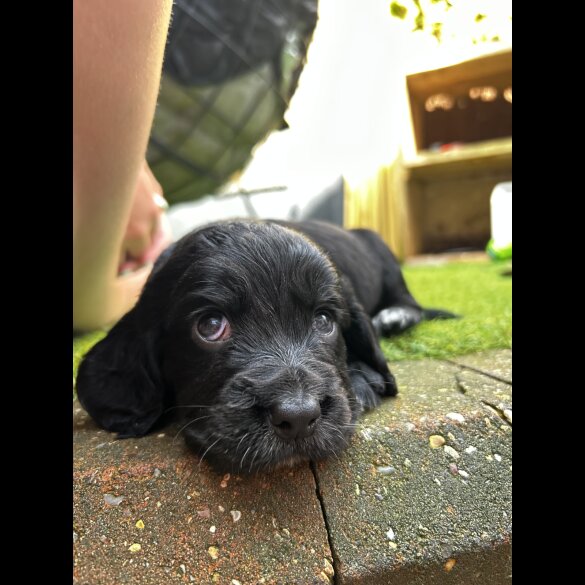 Cocker Spaniel (Working &amp; Show) - Both