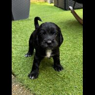 Cocker Spaniel (Working &amp; Show) - Both