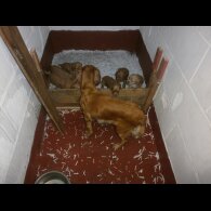Cocker Spaniel (Working &amp; Show) - Dogs