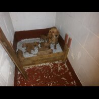 Cocker Spaniel (Working &amp; Show) - Dogs
