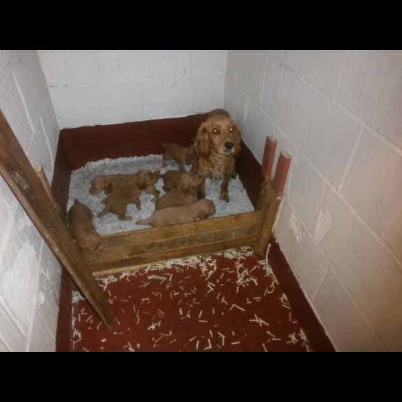 Cocker Spaniel (Working &amp; Show) - Dogs