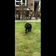 Cocker Spaniel (Working &amp; Show) - Both