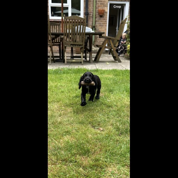 Cocker Spaniel (Working &amp; Show) - Both