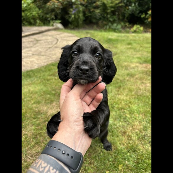 Cocker Spaniel (Working &amp; Show) - Both