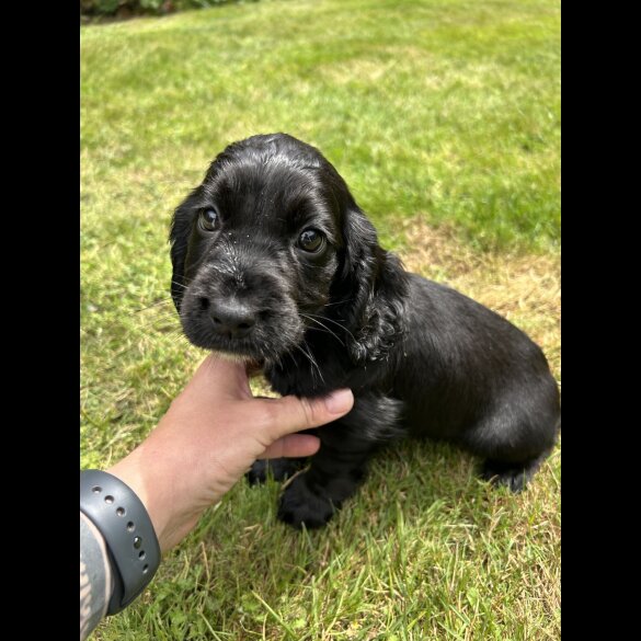 Cocker Spaniel (Working &amp; Show) - Both