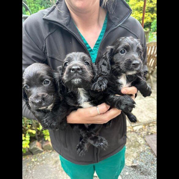 Cocker Spaniel (Working &amp; Show) - Both