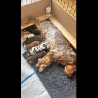 Cocker Spaniel (Working &amp; Show) - Both