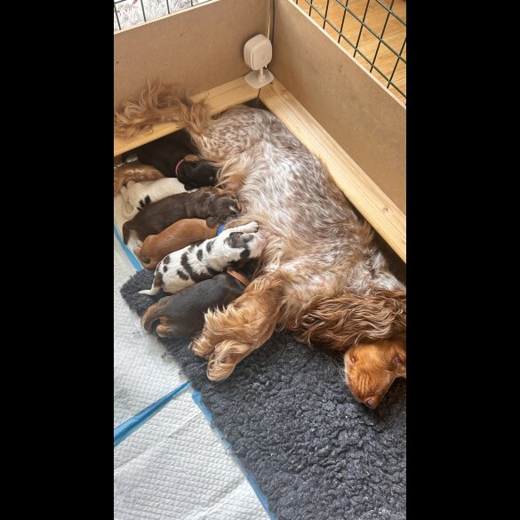 Cocker Spaniel (Working &amp; Show) - Both