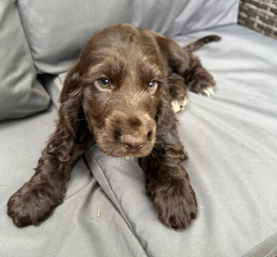 Cocker Spaniel (Working &amp; Show)