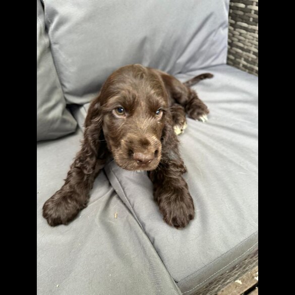 Cocker Spaniel (Working &amp; Show) - Both
