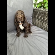 Cocker Spaniel (Working &amp; Show) - Both