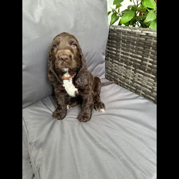 Cocker Spaniel (Working &amp; Show) - Both