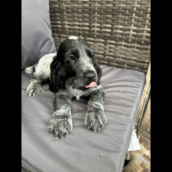 Cocker Spaniel (Working &amp; Show) - Both