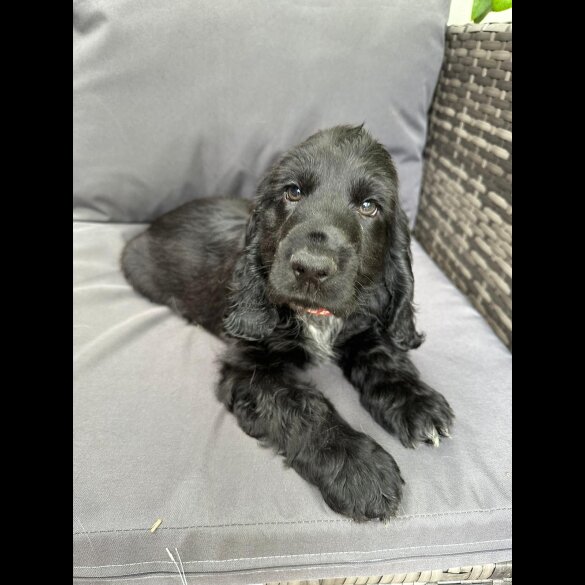Cocker Spaniel (Working &amp; Show) - Both
