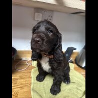 Cocker Spaniel (Working &amp; Show) - Both