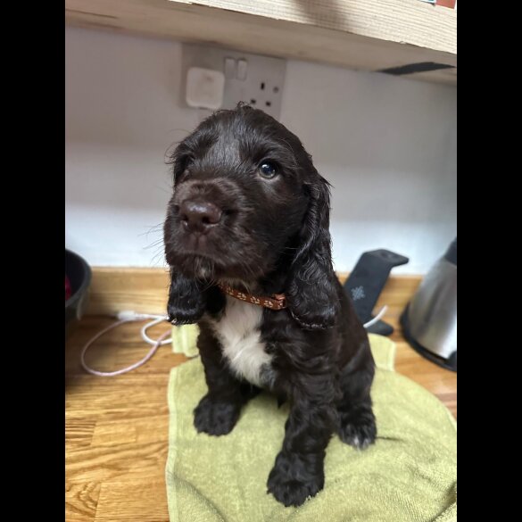 Cocker Spaniel (Working &amp; Show) - Both