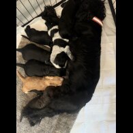 Cocker Spaniel (Working &amp; Show) - Both