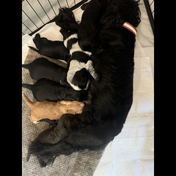 Cocker Spaniel (Working &amp; Show) - Both