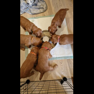 Cocker Spaniel (Working &amp; Show) - Both