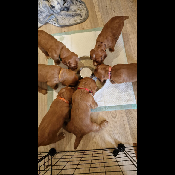 Cocker Spaniel (Working &amp; Show) - Both