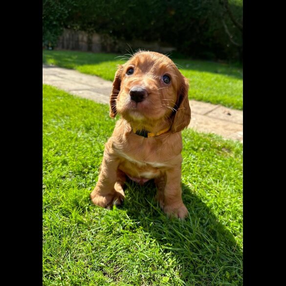 Cocker Spaniel (Working &amp; Show) - Both