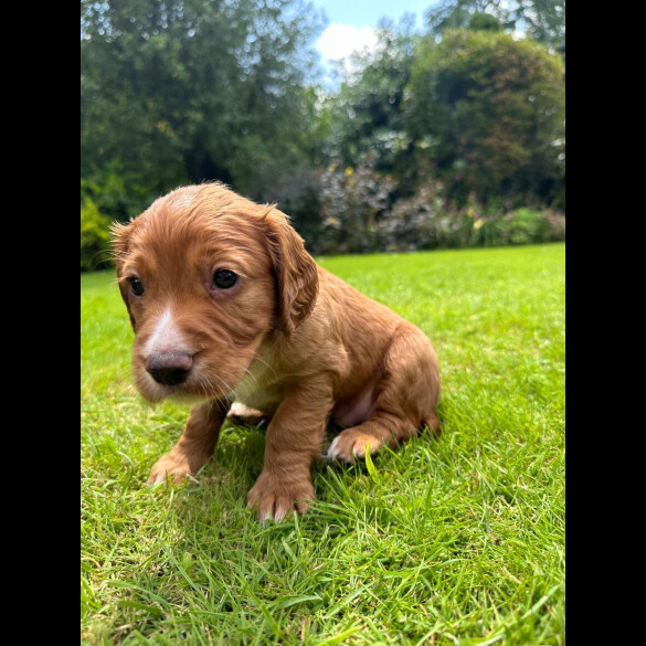 Cocker Spaniel (Working &amp; Show) - Both