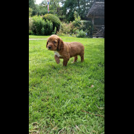 Cocker Spaniel (Working &amp; Show) - Both