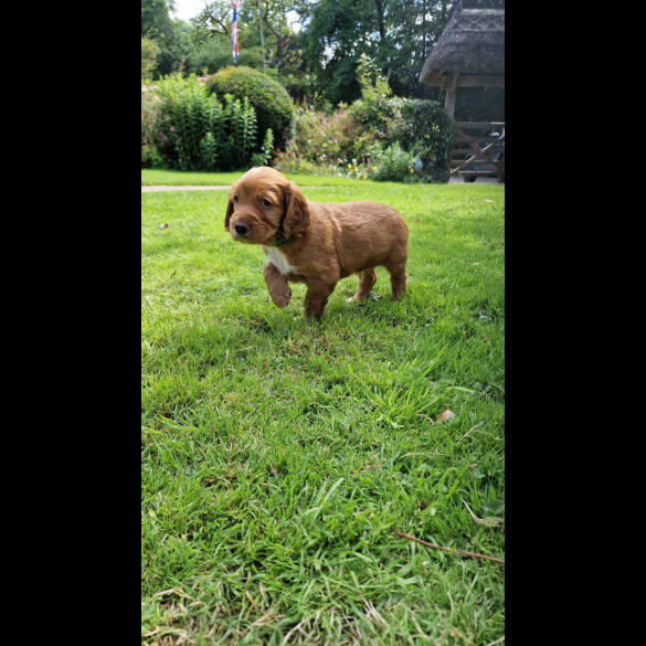 Cocker Spaniel (Working &amp; Show) - Both
