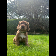 Cocker Spaniel (Working &amp; Show) - Both
