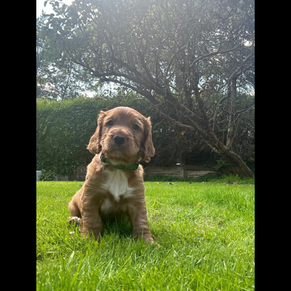 Cocker Spaniel (Working &amp; Show) - Both