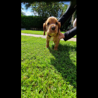 Cocker Spaniel (Working &amp; Show) - Both