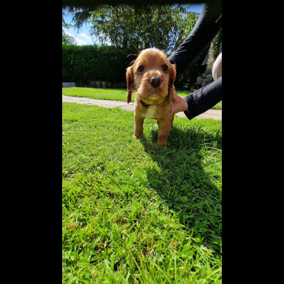 Cocker Spaniel (Working &amp; Show) - Both