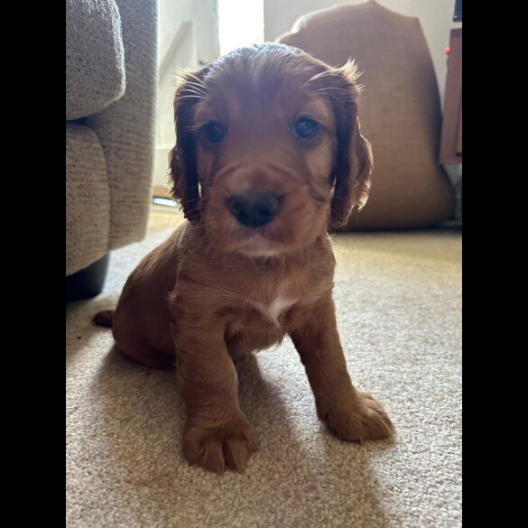 Cocker Spaniel (Working &amp; Show) - Both