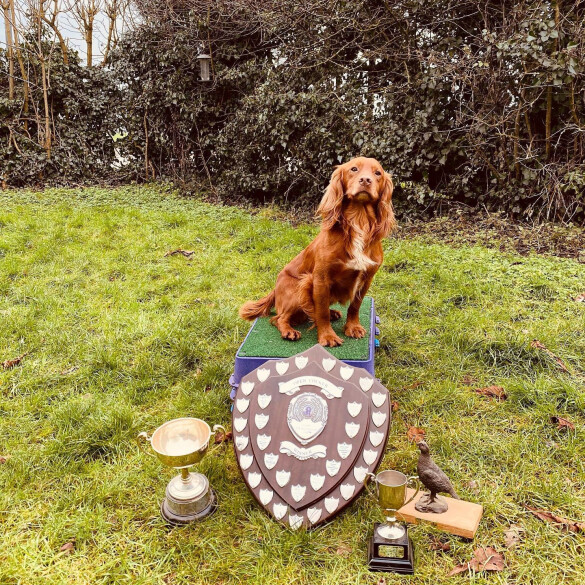 Cocker Spaniel (Working &amp; Show) - Both