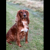 Cocker Spaniel (Working &amp; Show) - Both