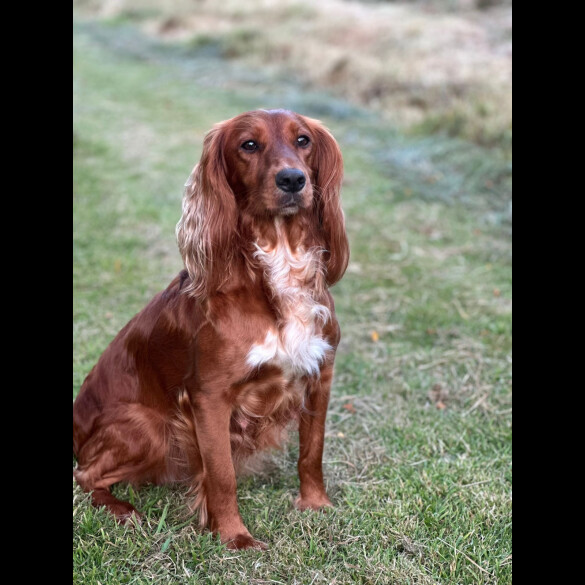 Cocker Spaniel (Working &amp; Show) - Both