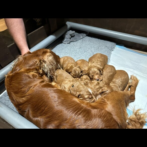 Cocker Spaniel (Working &amp; Show) - Both