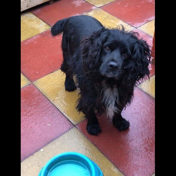 Cocker Spaniel (Working &amp; Show) - Both