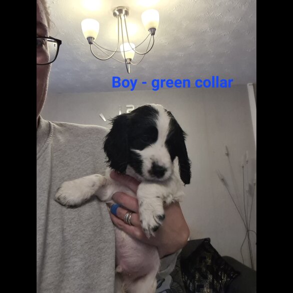 Cocker Spaniel (Working &amp; Show) - Both