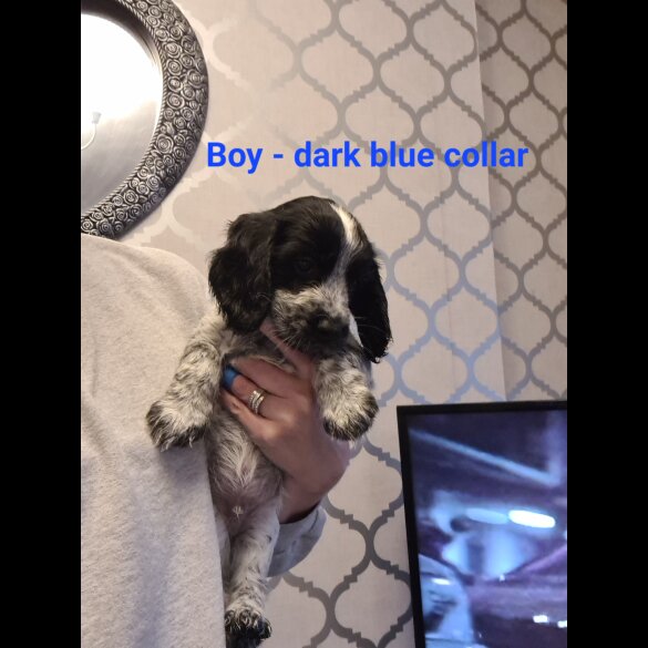Cocker Spaniel (Working &amp; Show) - Both