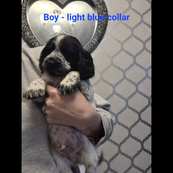Cocker Spaniel (Working &amp; Show) - Both