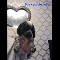 Cocker Spaniel (Working &amp; Show) - Both