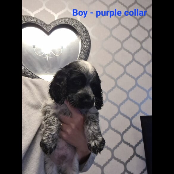 Cocker Spaniel (Working &amp; Show) - Both